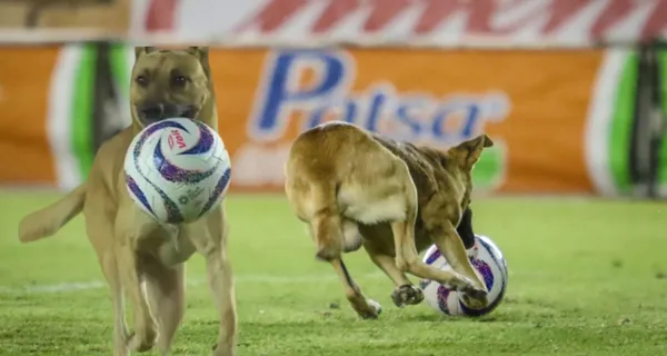 Un perro ingresó al campo de juego y esto fue lo que sucedió con el animal tras que se acabó el cotejo.