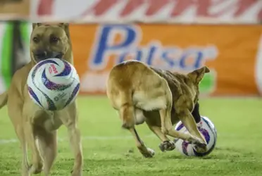 Un perro ingresó al campo de juego y esto fue lo que sucedió con el animal tras que se acabó el cotejo. 